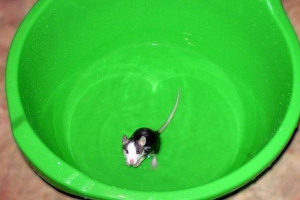 Чи можна купатися декоративний щур? Якщо так, то, як часто і справедливо це роблять? Чи можна купатися декоративний щур? Якщо так, то, як часто і справедливо це роблять?